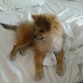 Kate tiene ahora 6 meses y es una perrita muy buena y juguetona