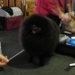 Angelo en la Exposicion Canina de Granada 2013.
Le resta solo ganar el punto obligatorio para ser Campeon de España.