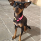 No se sabe muy bien si es Mini pinscher, ratón de Praga,  mestiza de ellas o otras razas