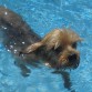 Asky en la piscina.