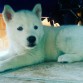 Atka, primera en su nombre, la que no ladra, reina de las nieves, la de ojos heterocromo, rompedora de juguetes y cobijas. 

Atka a sus 36 dias de nacida.