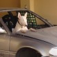 Mi Hijo cuidando el carro de carreras de Papa