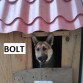 Bolt es un perro muy jugetón y protector.