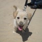 Teddy con 2 meses en la playa. Le encantaba hacer boquetes y meterse dentro