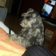 Bonito mi mascota, 6 años de edad, inteligente, saluda con la mano y cariñoso. Lo queremos mucho mi esposa y yo, Fue adquirido en El Paso Tx.
