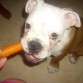 Comiendo zanahoria...le encanta!!!