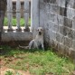 Beiker refrescandose en el jardin