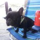Se pega la vida padre...Birrita, relax y playita, jajaja!!
Es increible y su caracter....único!!!