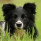 Lola de Border Collie In Blue