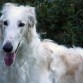 Russian Gold Borzoi