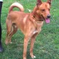 Mestizo de 5 años canela, Es cariñoso, jugeton, le encanta pasear y correr, es un buen guardian. Es muy nervioso pero solo cuando no sale...

No ha conocido a otra familia. No se ha peleado nunca con ningun perro ni mordido a nadie.