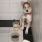 Hola me llamo Braco y soy una cruza de Husky con collie
