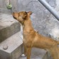 Cabo es un Mestizo Alegre, Juguetón y un poco Brabucón.
Su Padre es un American Bull Terrier y su Madre una Teckel.