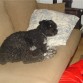 popi perro de agua español de 11 años negro con el pecho blanco