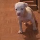 Compré esta perrita como pitbull va a cumplir 2 meses , pero veo que su tamaño es pequeño, es hermosa e inteligente, muy activa he leído las características de American Pitbull Terrier y si coinciden pero no se cuánto debería medir a su edad