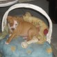 mi hermosa pitbull red nose.. casi 2 meses