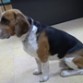 Precioso Beagle de perfil.