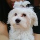 Hola me llamo moli soy una perrita muy obediente y cariñosa me encanta saludar a todo mundo porque soy muy amable 