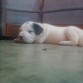 una foto mas actual de mi cachorro aki ia tiene un mes cumplido en la primera solo tenia dos semanas

