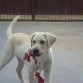 mordiendo su juguete favorito =)