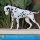 Carolina estaba mirando su pelota de tenis que se cayo al agua,luego ella metia la patita en el agua para sacarla y como no podia empezo a jemir.Pobrecita