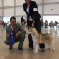 Sibirland´s Dasha Obteniendo 1er lugar en la categoria de Cachorro "B" en Durango el 23 de Octubre del 2010.