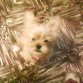 Esta el Lola, mi perrita cuando tenia 4 meses..