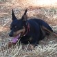 Dexter descansando de una larga caminata y tras hacerse su cama en el suelo.