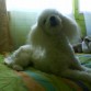hola soy antonia una poodle de 2 años soy pequeñita y de color blanco, soy muy tierna y juguetona y amo9 a mi dueña como ella me ama ami. :)  <3