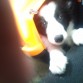 De cachorrete en el coche