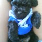 Aqui Cocki tenia 3 meses era muy dormilon y mordelon‼