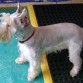 dexter busca novia