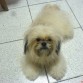 Era el mas loco perrito que jamas hubiera visto .. corriay se chocaba contra las paredes y asi a cada instante ... te extrañamos y no te olvidamos