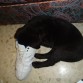 La cachorra con 2 meses con la cabeza metida en la deportiva, jaja
