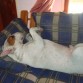 Mi Pampa Antü durmiendo en su sillón!!!!