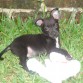 ternura, simpatico, jugeton, mordelon, risueño, amigable, le gusta todo, juega con cualquier cosa, es un amor, me encantaa..