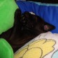 primeras siestas