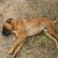 Padre Boxer y madre Rottweiler