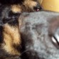 durmiendo