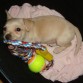 Auryn jugando