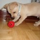 Auryn jugando con su kong