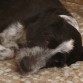 Nelo haciendo la siesta