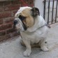 TOBY
Buldog Ingles
Macho
Blanco Leonado
06-05-2010
No de Reg.CPRG9407-B