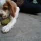 jugando con la pelota que le dio su hermano mayor >u<