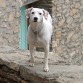 Mi niña perruna con sus manchitas en las orejas. Mi estrella en el cielo