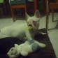 mi niña con su chupetito se iba a dormir luego cuelgo fotos de cuando se estaba durmiendo con su chupete!!