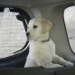 su primer paseo en coche