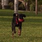 Con la pelota Pirupiru