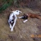 yuma y su hija xena descansando del calor