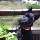 INU ES TERRIBLEMENTE CHAFARDERO, LE ENCANTA MIRAR A LOS VECINOS EN LA TERRAZA